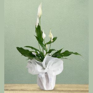  Antalya Florist - Die Topfblumen