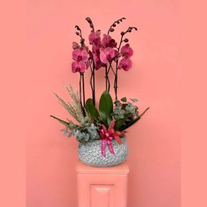  Antalya Flower - Orchids